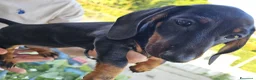 Bassotto cani in vendita: Bassotta femmina nero focato con pedigree enci - Annuncio 8
