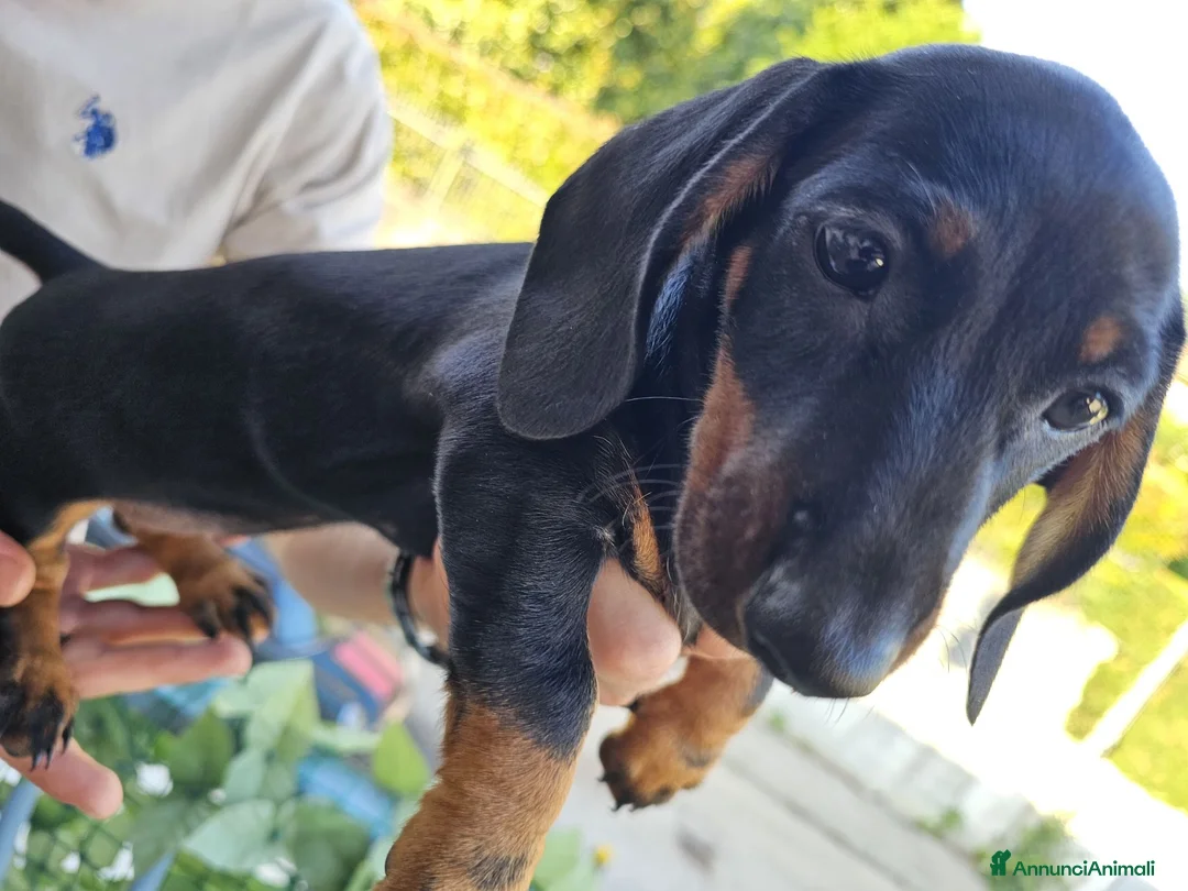 Bassotto cani in vendita: Bassotta femmina nero focato con pedigree enci - Annuncio 8