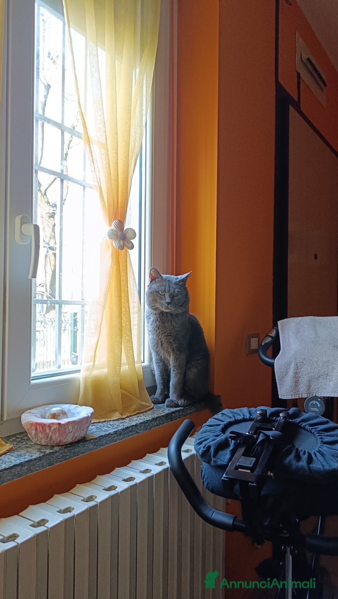 Certosino gatti STALLONE GATTO CERTOSINO X MONTA - Annuncio 1