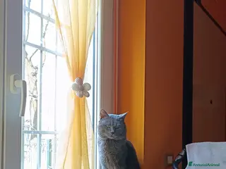 Certosino gatti STALLONE GATTO CERTOSINO X MONTA - Annuncio 1