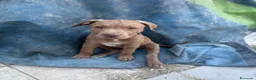 Pitbull cani in vendita: Cuccioli American Pitbull Terrier - Annuncio 3