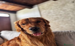 Golden Retriever cani per accoppiamento: Golden retriever maschio  - Immagine 2