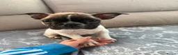 Bulldog Francese cani in vendita: cane bulldog francese  a Provincia di Caserta - Annuncio 3