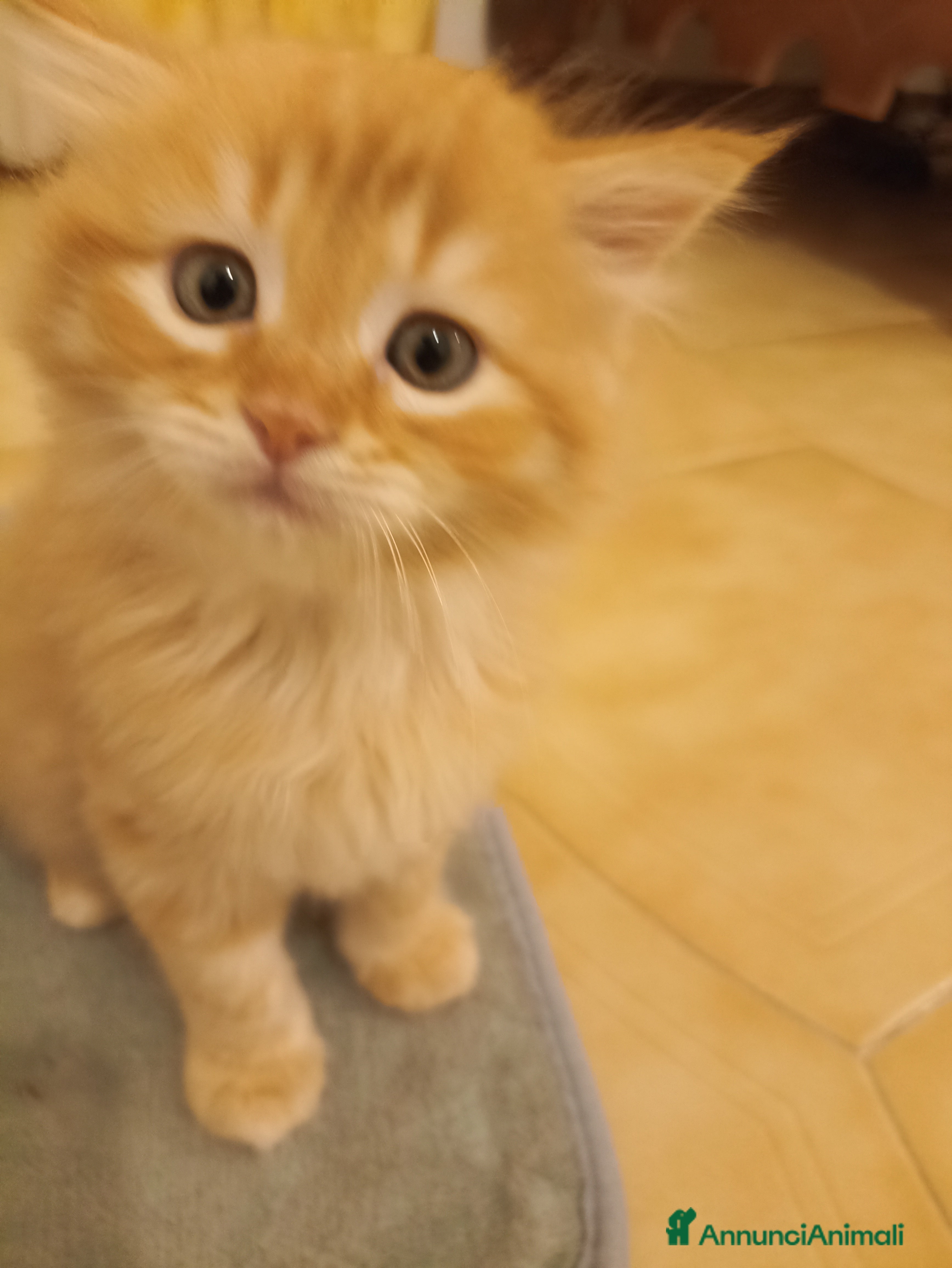 Angora turco gatti CUCCIOLATA ANGORA TURCO  - Annuncio 2