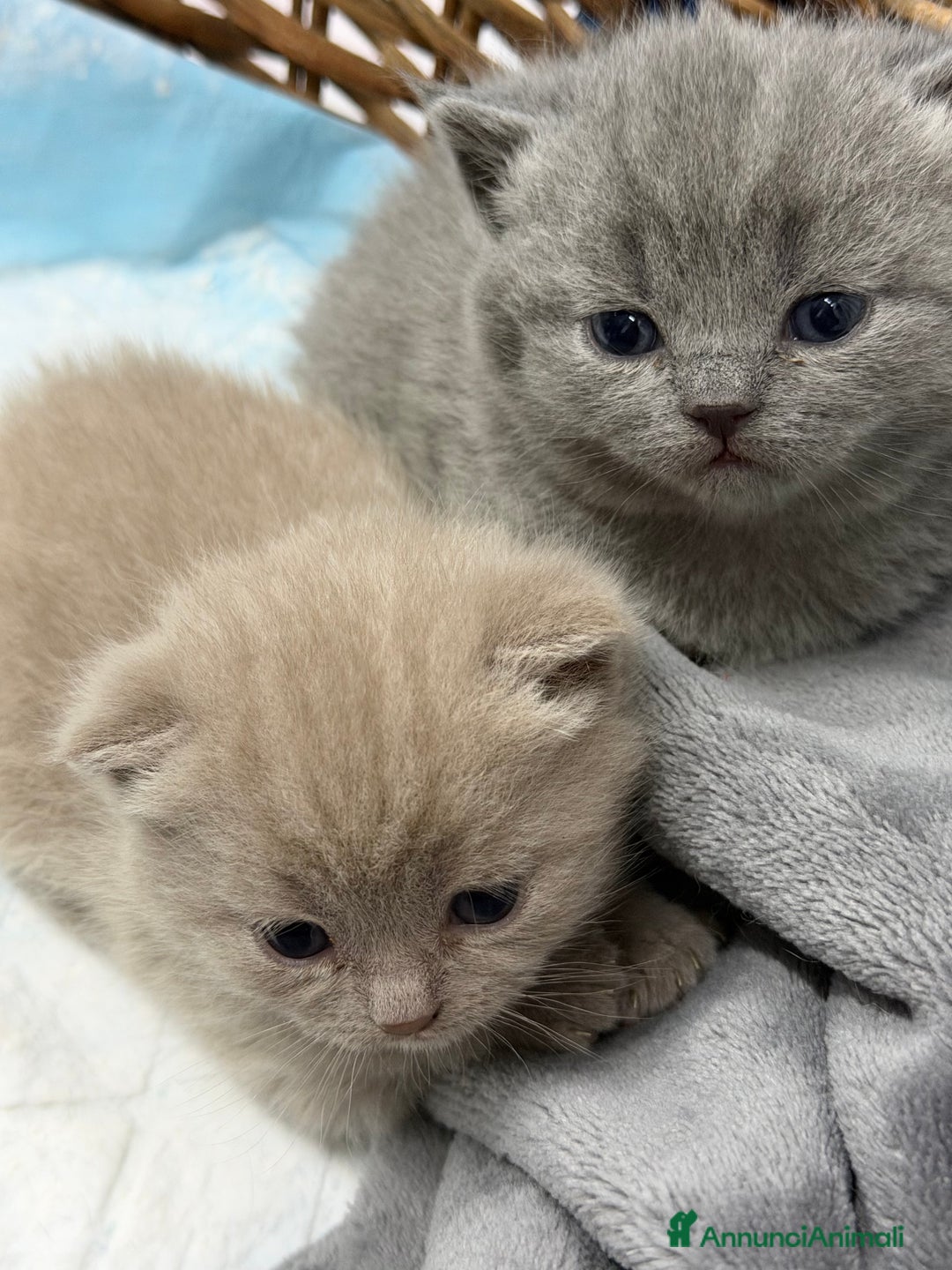 Scottish gatti in vendita: Scottish fold e Straight lilac e blue - Annuncio 4
