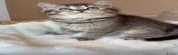 British gatti in vendita: Dolcissimi cuccioli di british shorthair - Annuncio 3