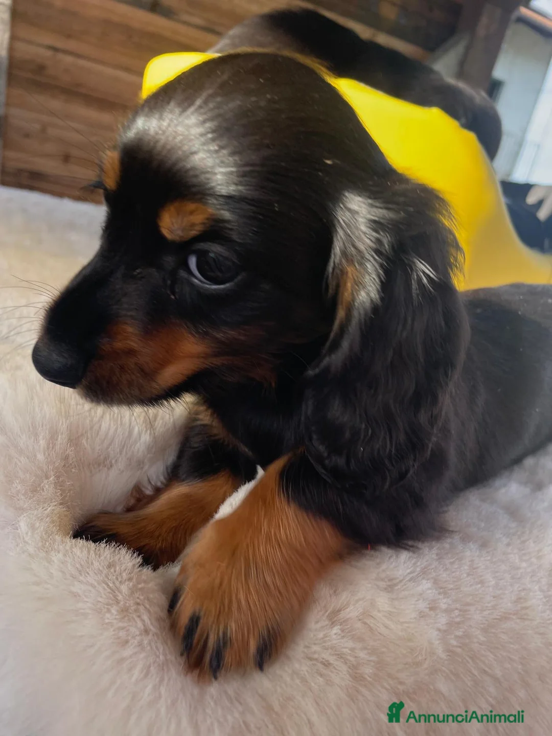 Bassotto cani in vendita: Ultimo mashieto nero focato - Annuncio 1