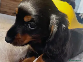 Bassotto cani Ultimo mashieto nero focato - Annuncio 19