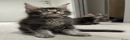 Maine Coon gatti in vendita: Maine Coon con pedigree  - Annuncio 3