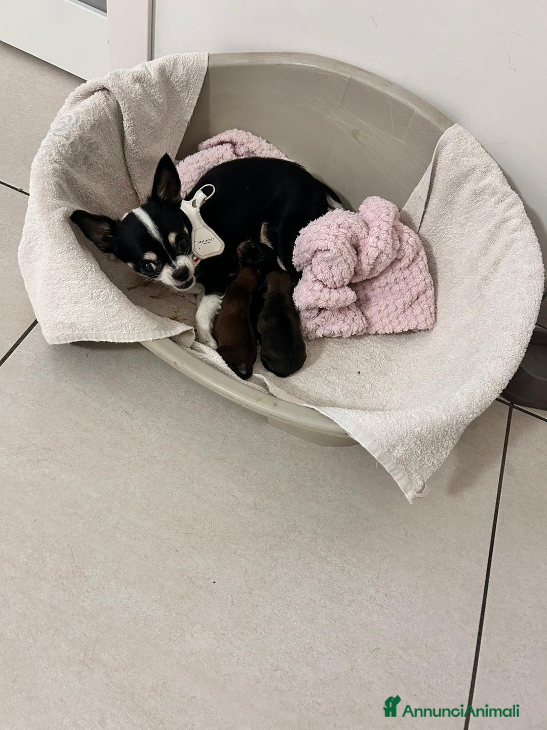 Chihuahua cani in vendita: Cuccioli di chihuahua - Annuncio 2