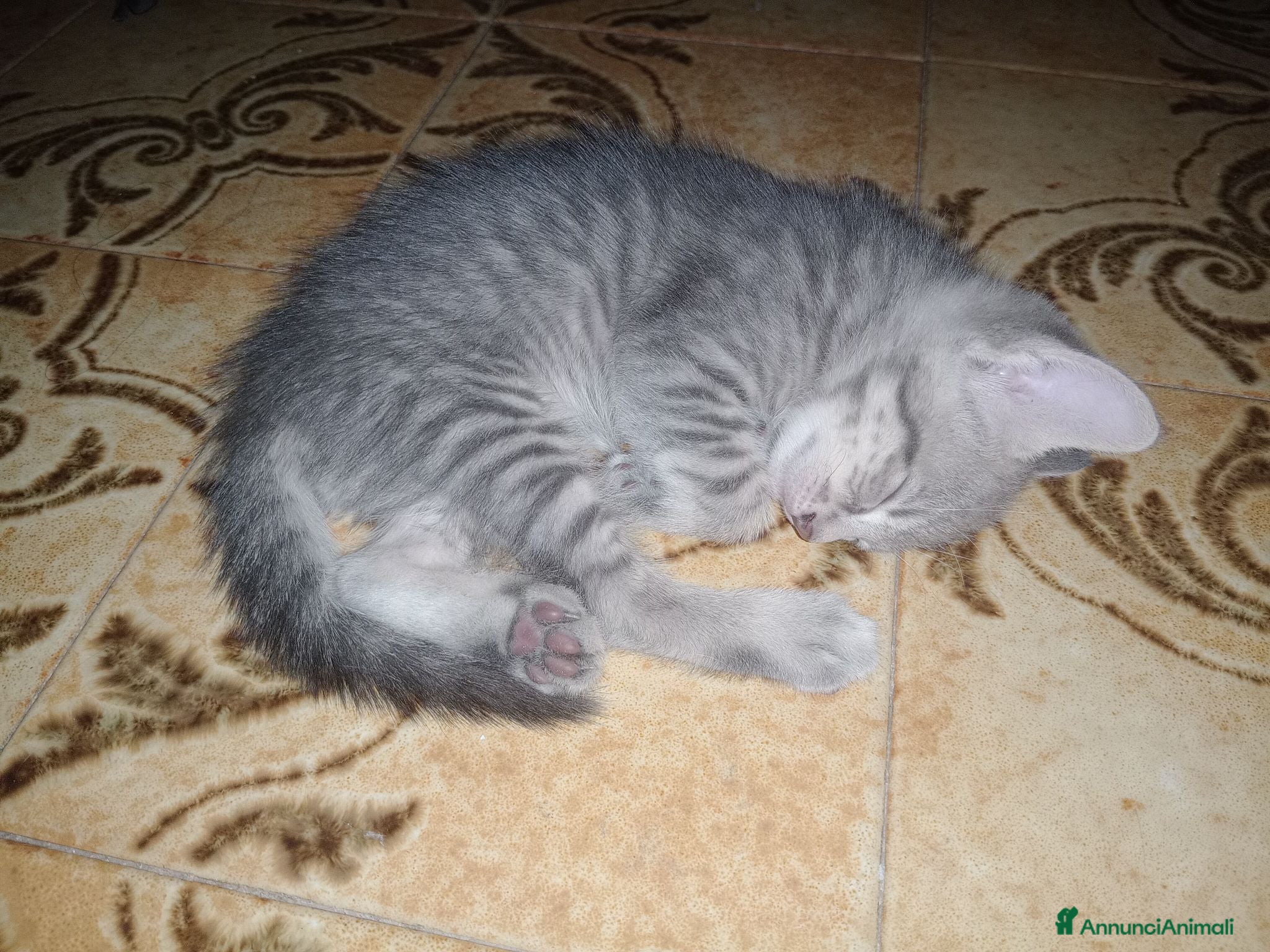 Altre razze gatti GATTINI GIOCHERELLONI  - Annuncio 23