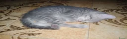 Altre razze gatti in regalo: GATTINI GIOCHERELLONI  a Provincia di Bergamo - Annuncio 1