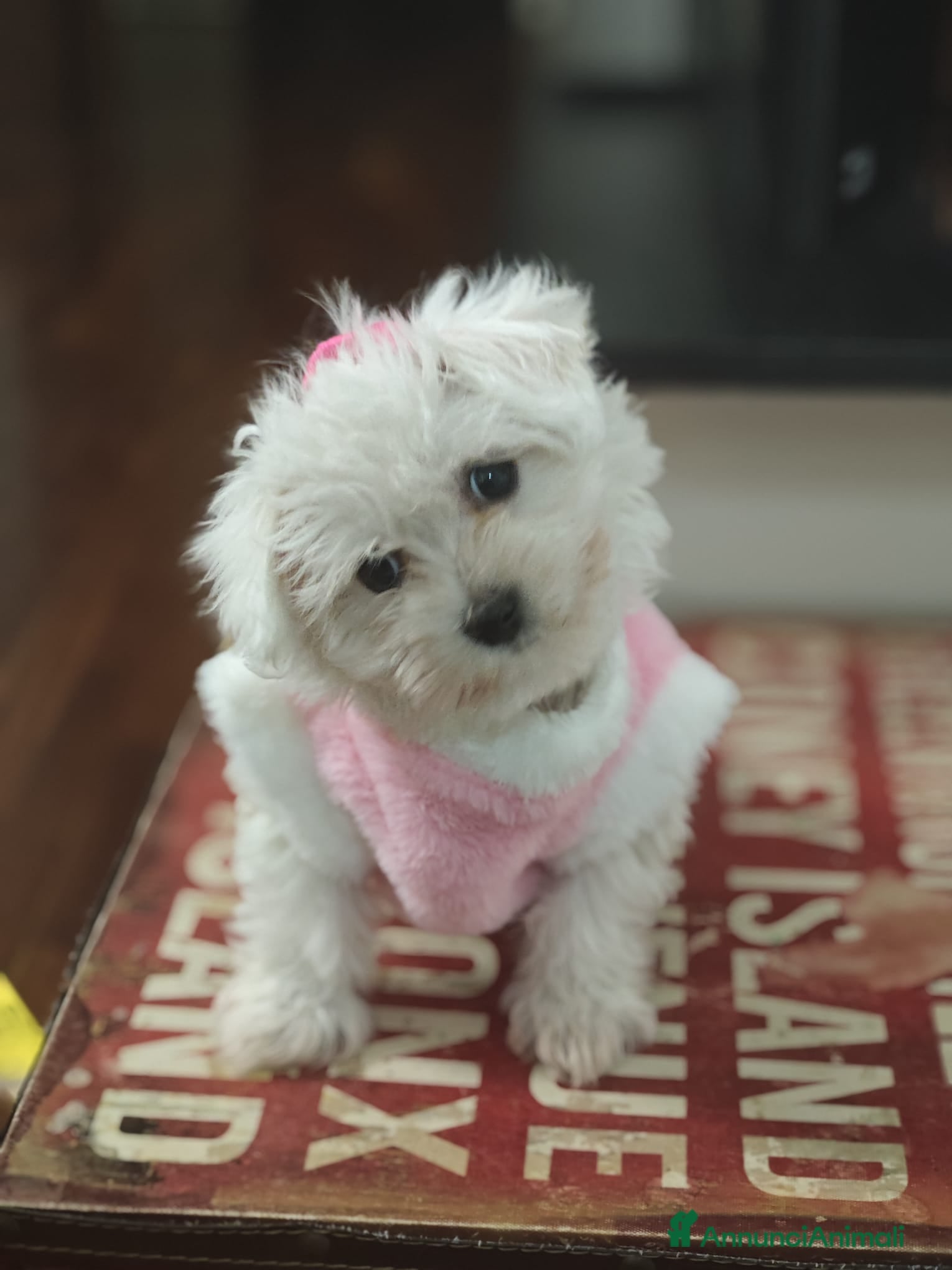 Maltese cani Maltesini toy - Annuncio 34