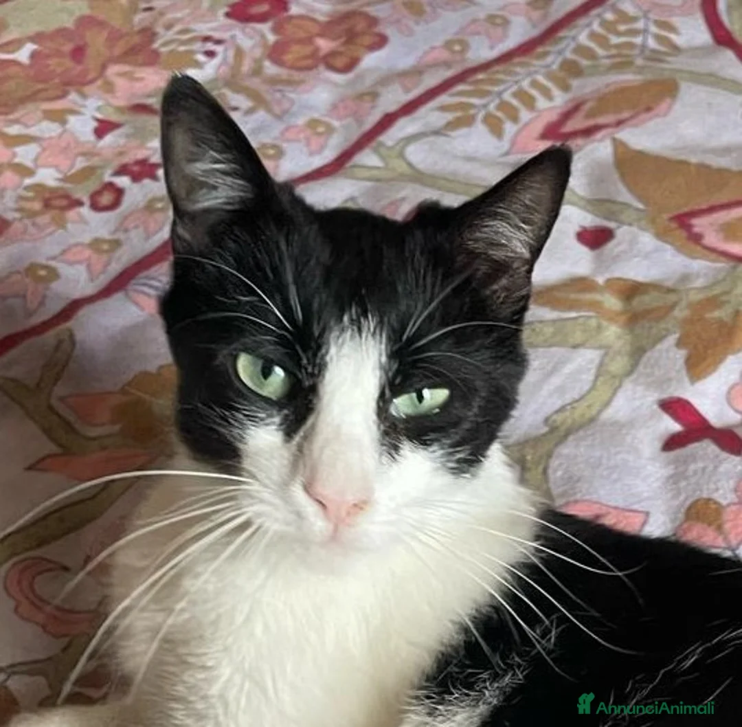 Europeo gatti in regalo: gatta giovane - Annuncio 1