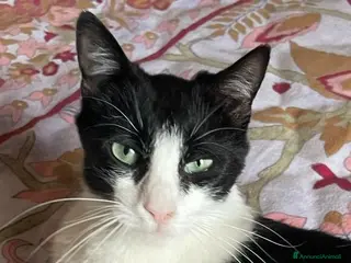 Europeo gatti gatta giovane - Annuncio 6