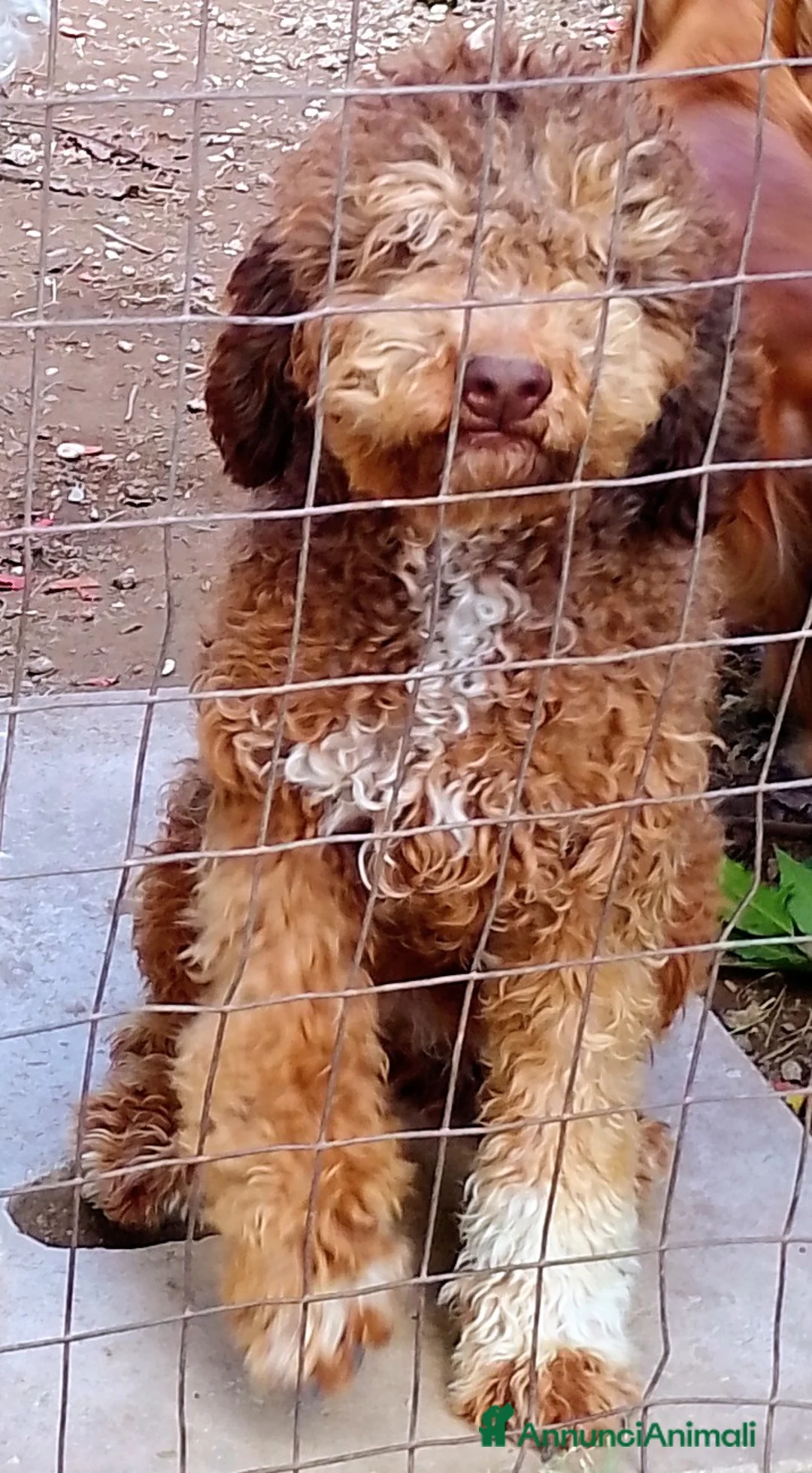 Lagotto cani in vendita: Cucciola Lagotto 11 mesi - Annuncio 1