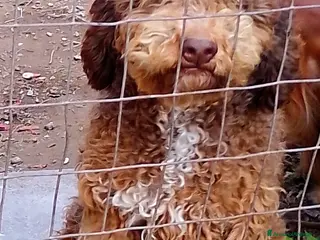 Lagotto cani Cucciola Lagotto 11 mesi - Annuncio 2