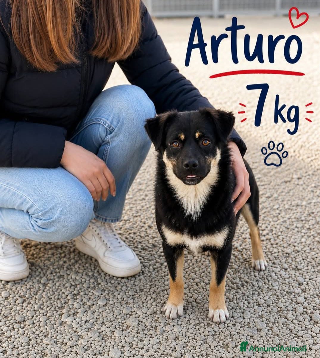 Meticcio cani Cagnolino di taglia piccola  - Annuncio 7