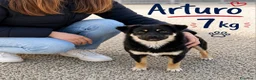Meticcio cani in regalo: Cagnolino di taglia piccola  - Annuncio 1