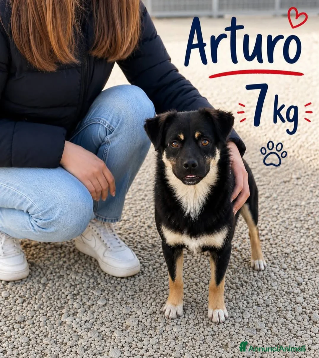 Meticcio cani in regalo: Cagnolino di taglia piccola  - Annuncio 1