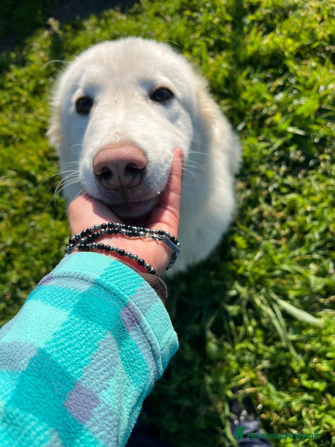 Meticcio cani in regalo: Cucciola 6 mesi - Annuncio 6