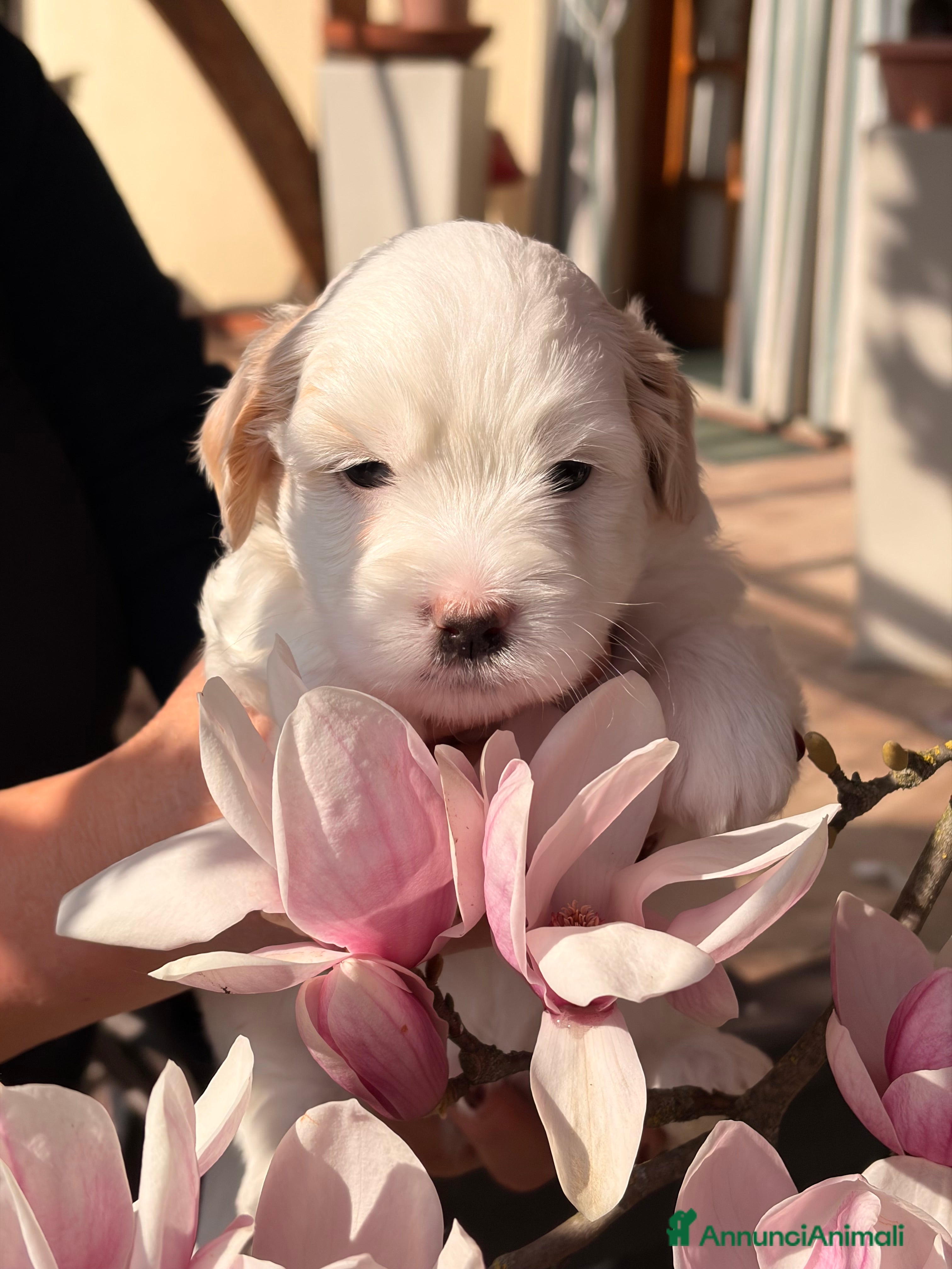 Coton de Tulear cani Cuccioli di coton  - Annuncio 2