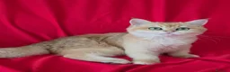 Scottish gatti in vendita: Scottish Straight  - Annuncio 7
