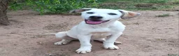 Meticcio cani in regalo: BRANDO CUCCIOLO MIX LABRADORINO a Città Metropolitana di Bologna - Annuncio 1