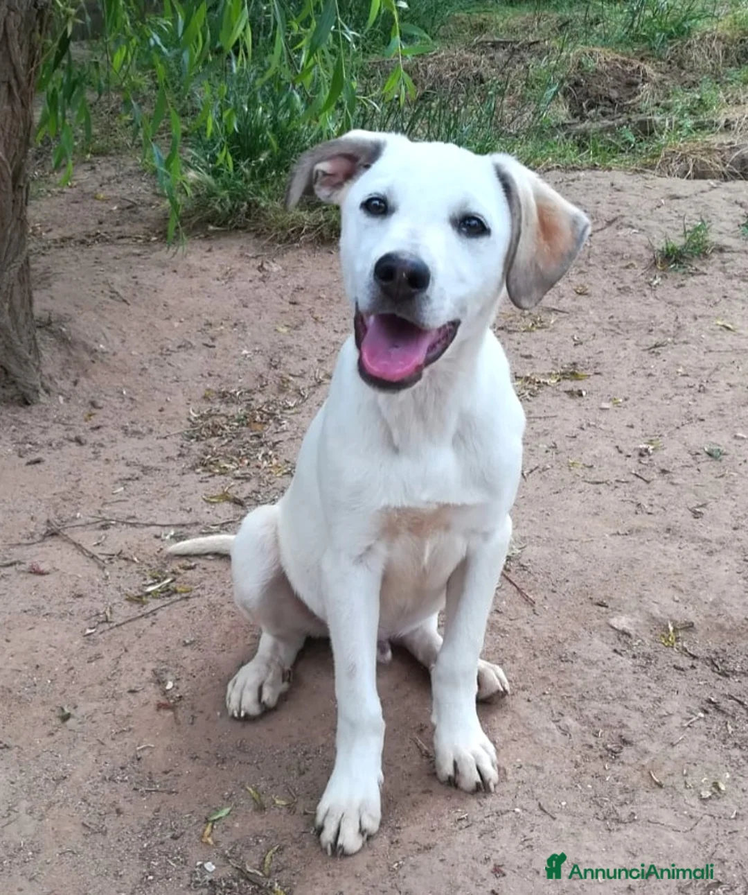 Meticcio cani in regalo: BRANDO CUCCIOLO MIX LABRADORINO a Città Metropolitana di Bologna - Annuncio 1
