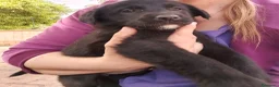 Meticcio cani in regalo: Cuccioli di Borador  - Annuncio 7