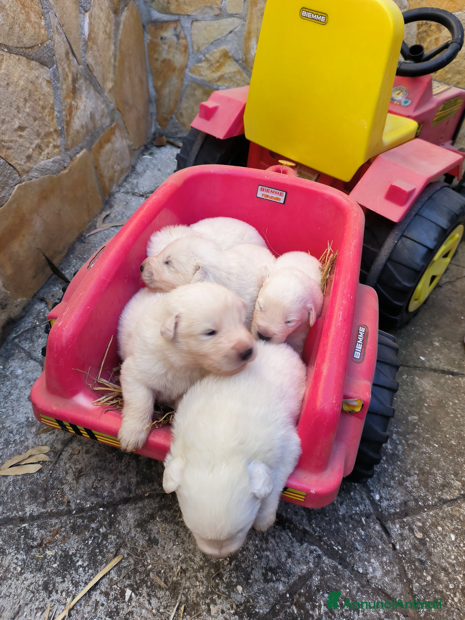 Pastore Abbruzzese Maremmano cani in vendita: Cucciolo di pastore maremmano abruzzese  a Città Metropolitana di Bari - Annuncio 6