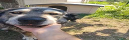 Meticcio cani in regalo: Cedesi meticcio Tore a Città metropolitana di Roma Capitale - Annuncio 5
