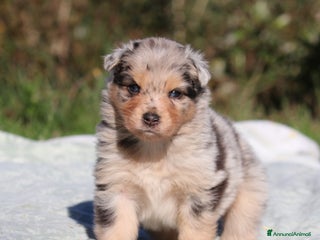 Australian Shepherd cani PAstori Australiani cuccioli-Biancaneve e i 6 Nani - Annuncio 31