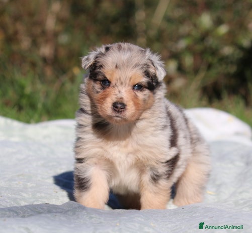 Australian Shepherd cani - Annuncio 3