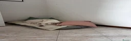 Meticcio cani in regalo: Femmina cerca nuova casa a Provincia di Vicenza - Annuncio 3