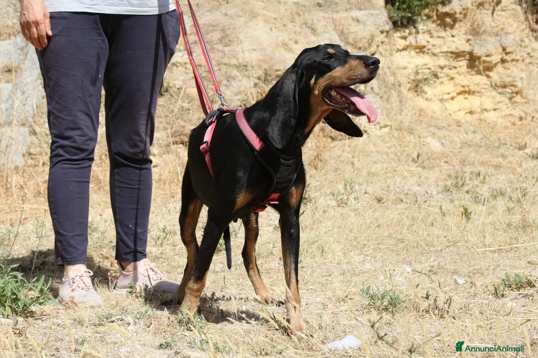 Meticcio cani in regalo: Bea dolcissima segugetta 5 anni in adozione  - Annuncio 6