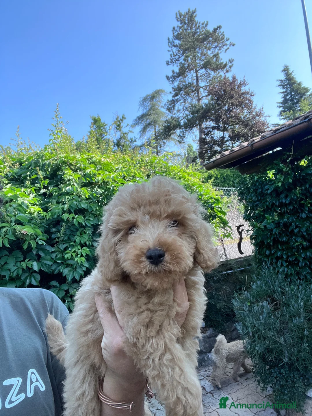 Barboncino cani in vendita: Barboncini Nani a Provincia di Frosinone - Annuncio 2