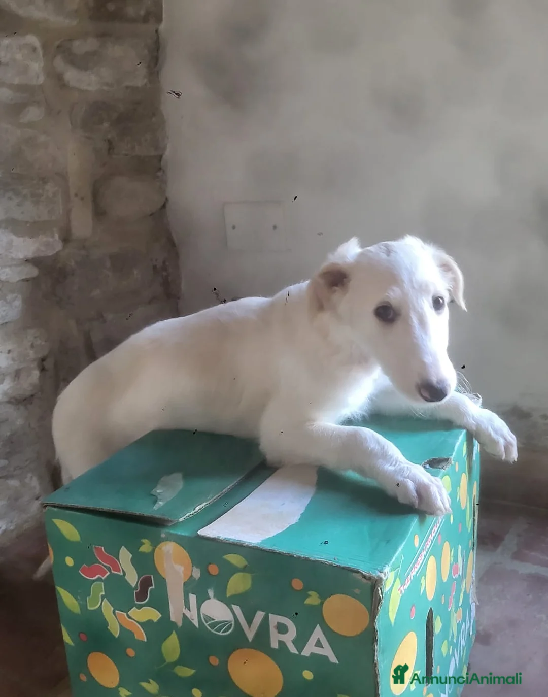Levriero cani in vendita: Cuccioli di Levriero Borzoi disponibili a Provincia di Pesaro e Urbino - Annuncio 2
