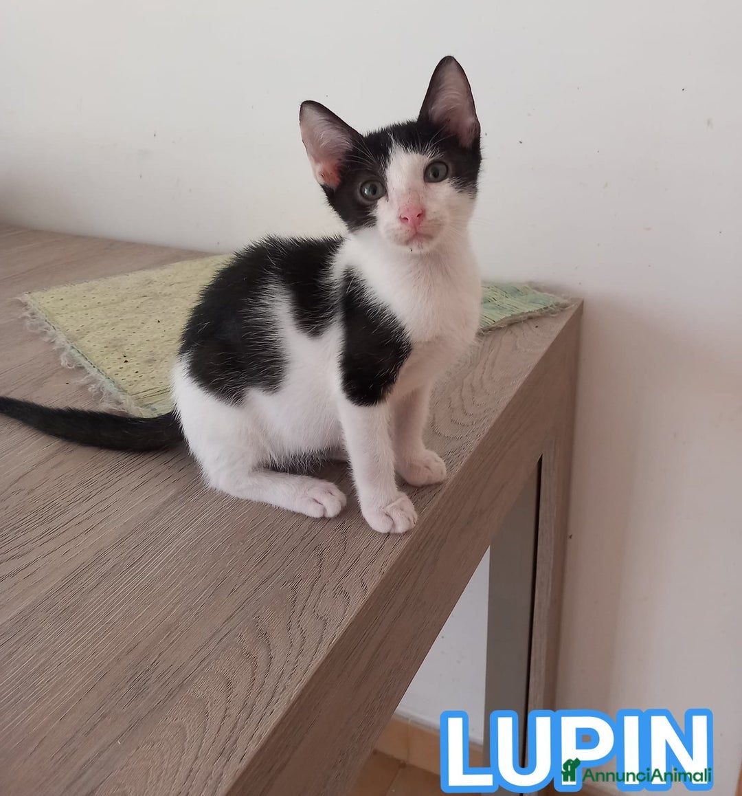 Europeo gatti in regalo: LUPIN, dolce micino da adottare! - Annuncio 1