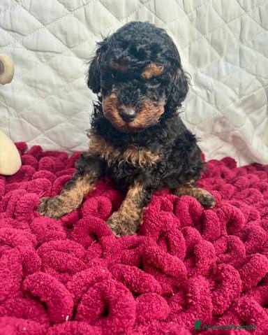 Barboncino Toy cani Cuccioli Toy Poodle da Genitori Red e Phantom - Annuncio 2