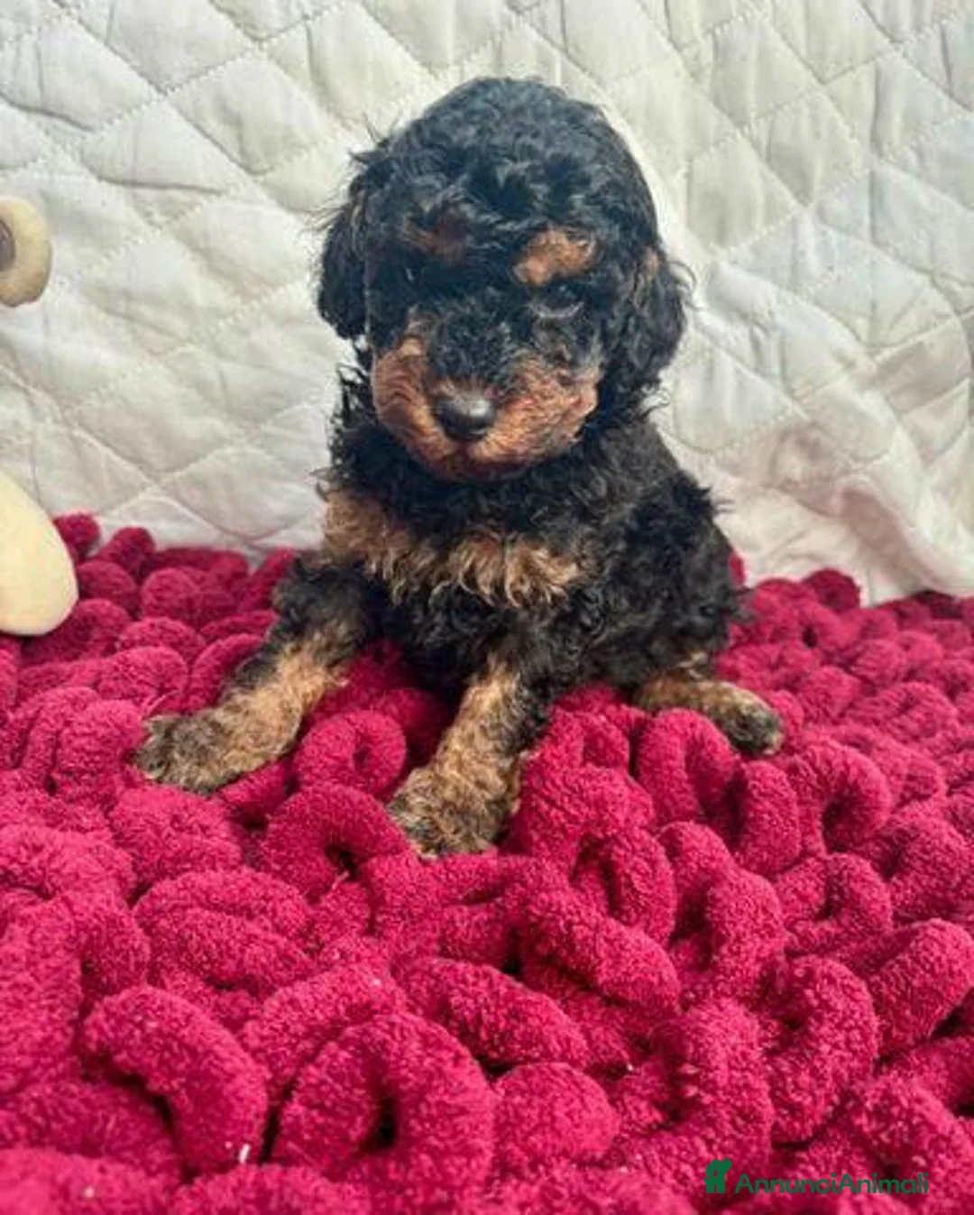 Barboncino Toy cani in vendita: Cuccioli Toy Poodle da Genitori Red e Phantom - Annuncio 2