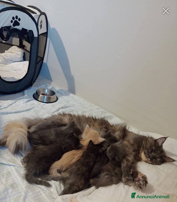 Maine Coon gatti Maine Coon  - Annuncio 3