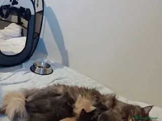 Maine Coon gatti Maine Coon - Annuncio 1