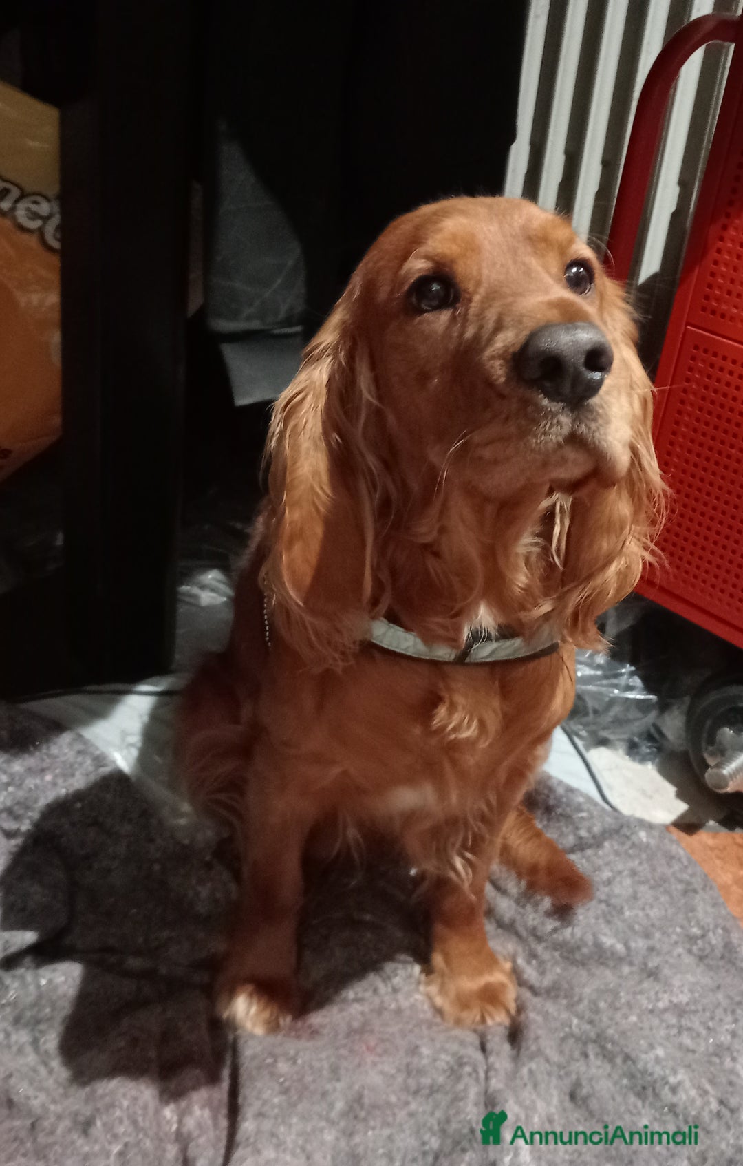 Meticcio cani in vendita: Cuccioli di Amstaff  - Annuncio 9