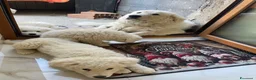 Pastore Abbruzzese Maremmano cani in vendita: Pastore maremmano  - Annuncio 3
