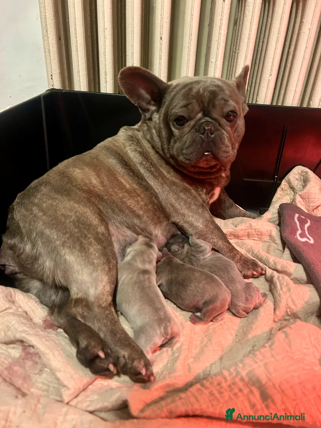 Bulldog Francese cani in vendita: Cuccioli di bulldog francese BLUE - Annuncio 1