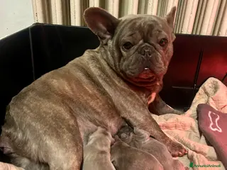 Bulldog Francese cani Cuccioli di bulldog francese BLUE - Annuncio 2