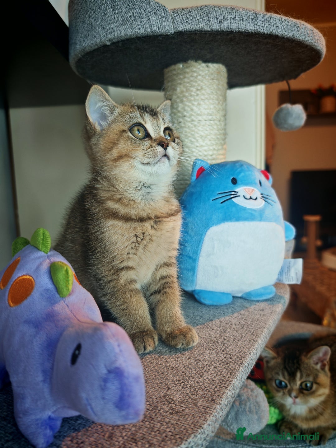 British gatti in vendita: British - Annuncio 10