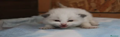 Ragdoll Gattino 3