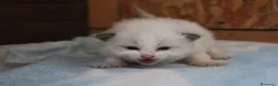 Ragdoll gatti in vendita: Ragdoll cuccioli con pedigree  - Annuncio 5